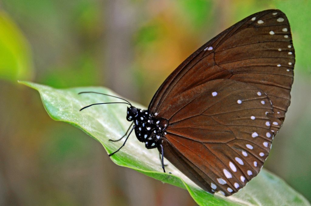 SEO effet papillon